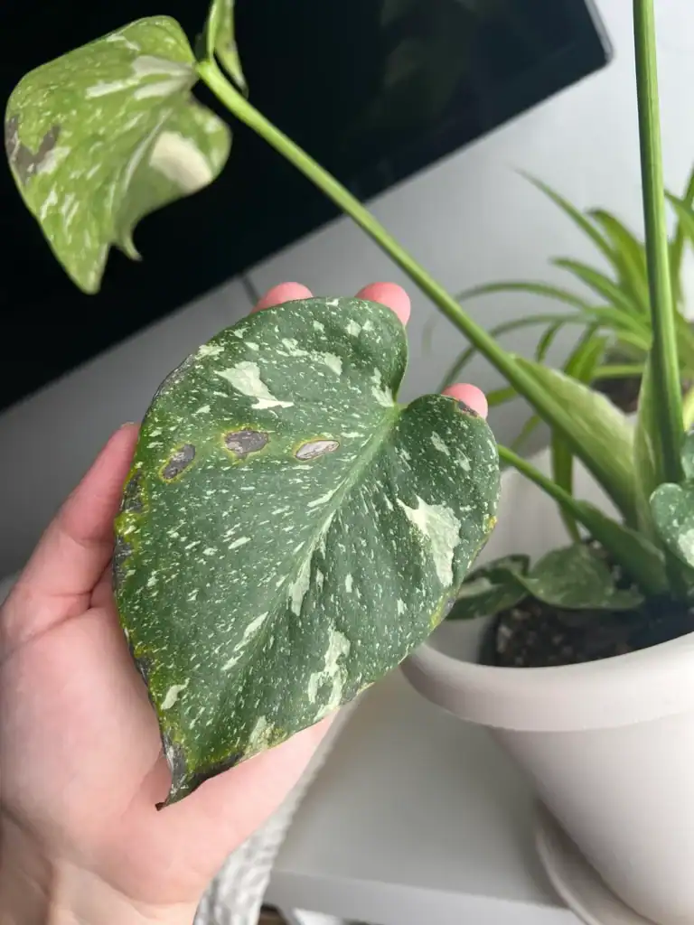 Monstera brown spots 2