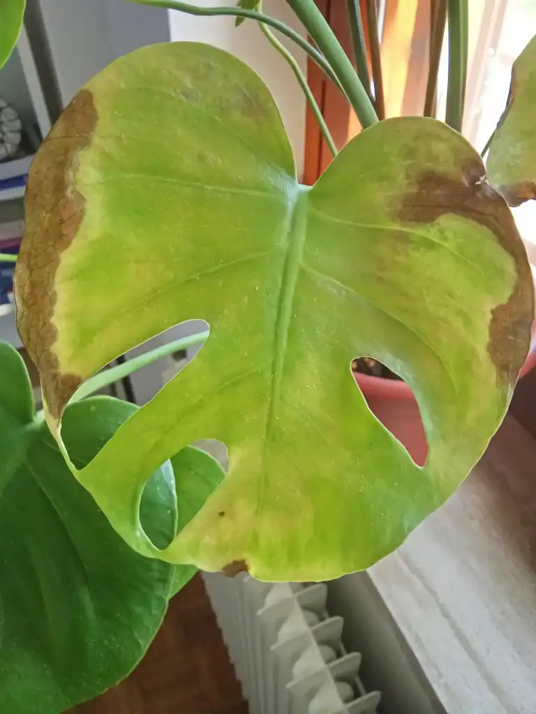 Monstera brown spots 3