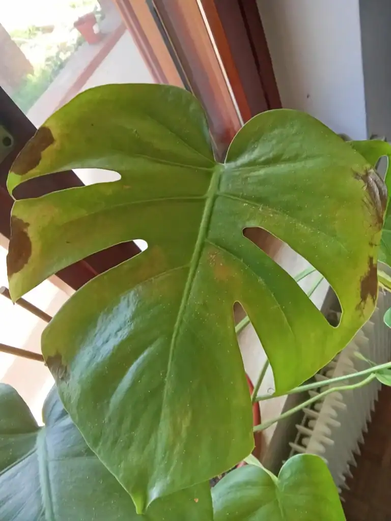 Monstera brown spots 4