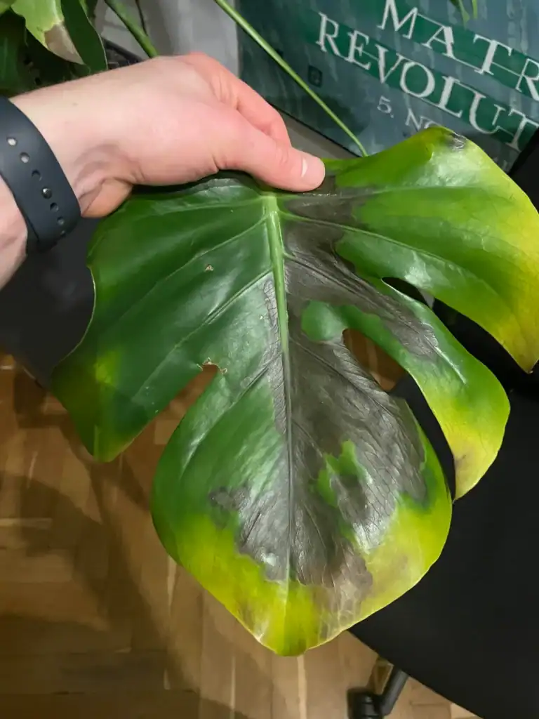 Monstera brown spots 5