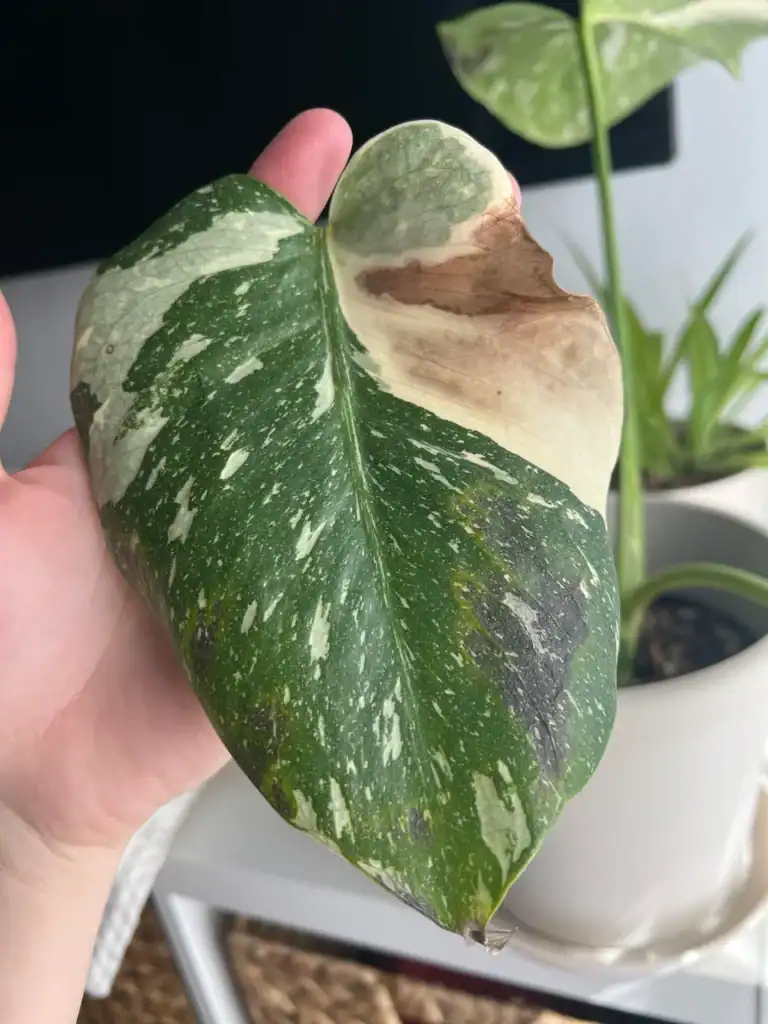 Monstera brown spots