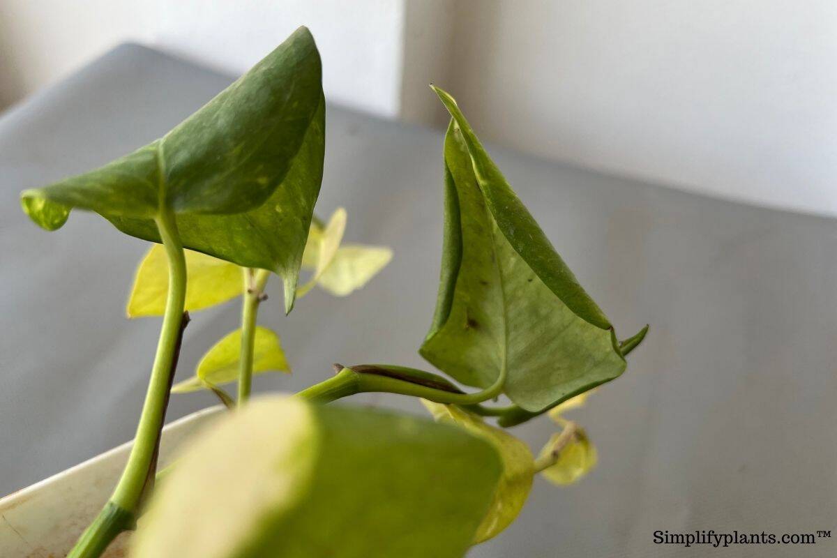 Pothos Leaves Curling? 7 Reasons Why & What To Do!  Simplify Plants