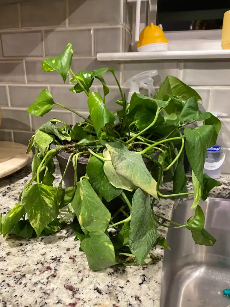 11 Reasons Why Your Pothos Plant Leaves Are Droopy and How to Fix Them