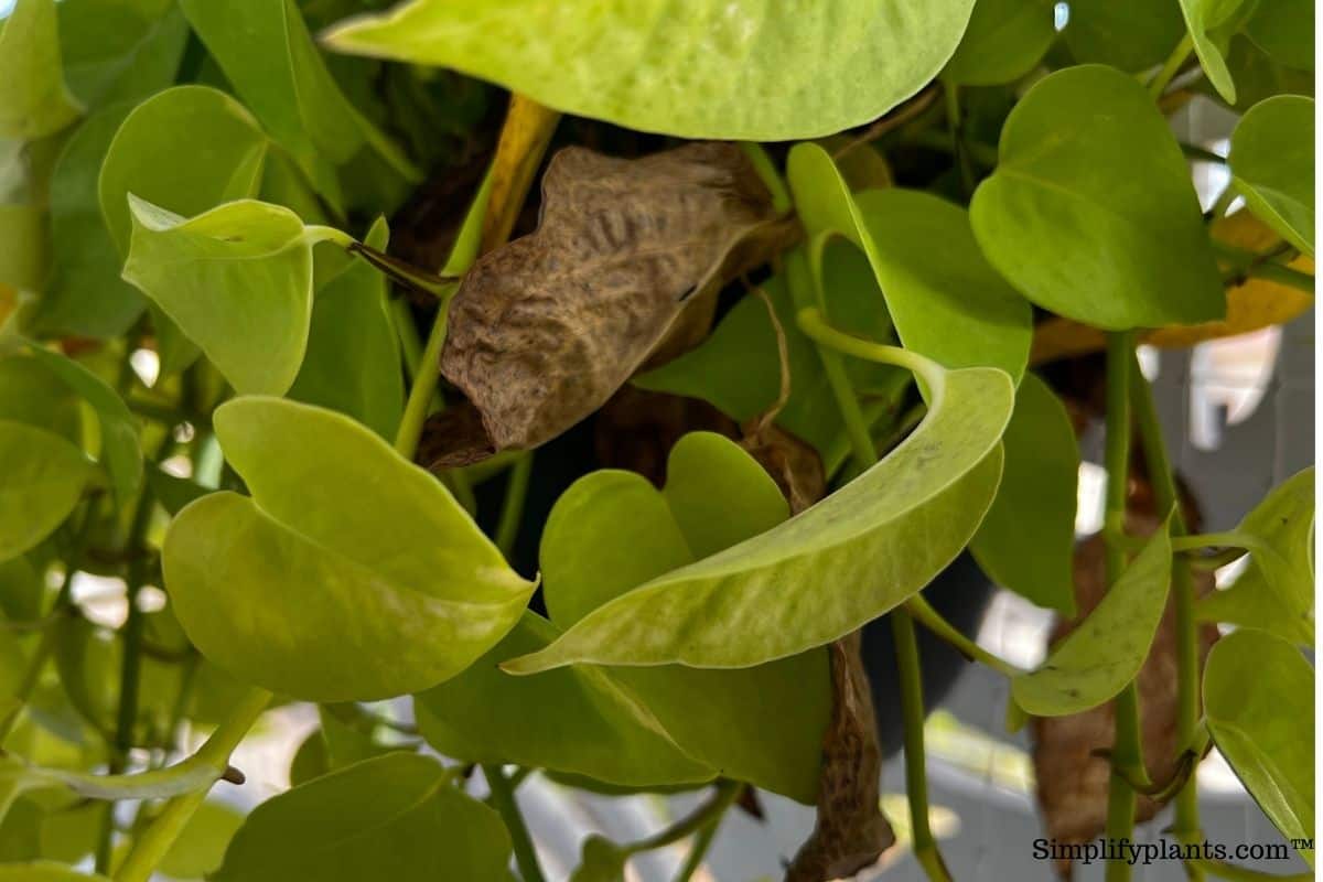 7 Ways To Tell If Your Pothos Is Dying: And What To Do Now!  Simplify  Plants
