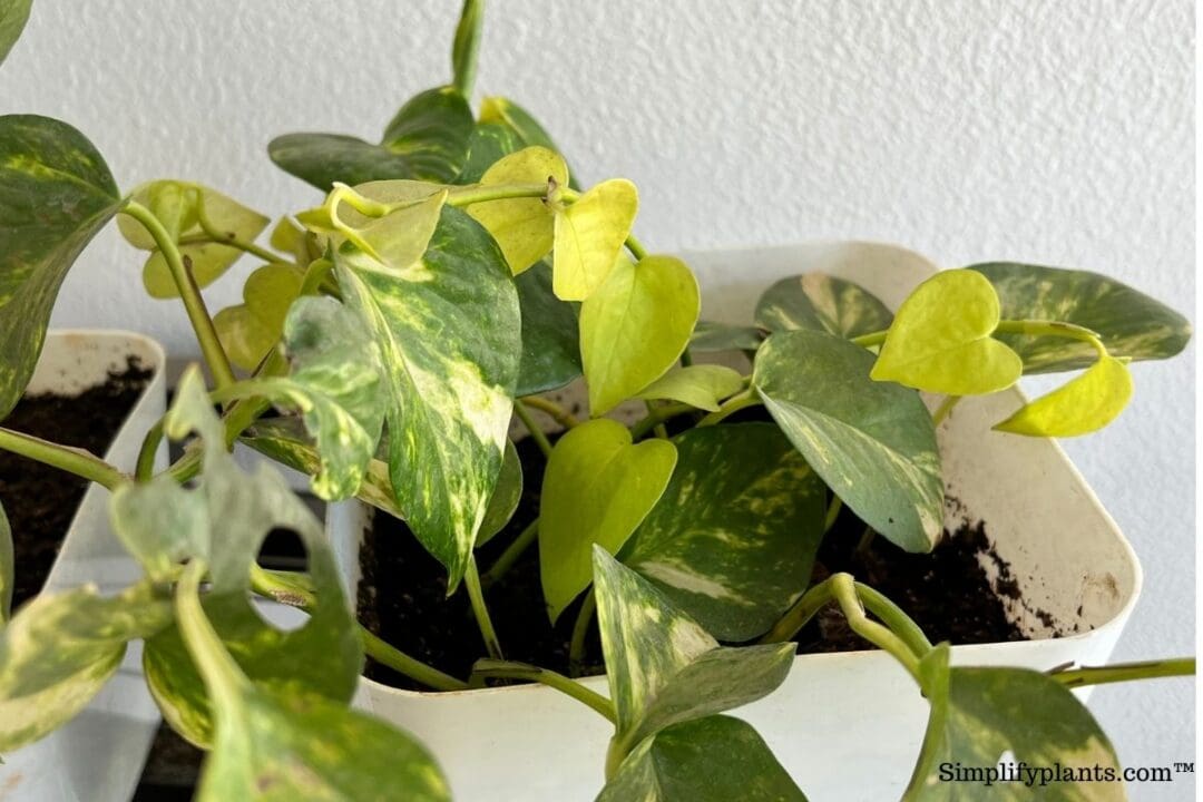 Do Pothos Like Coffee Grounds? (What You Need To Be Aware Of
