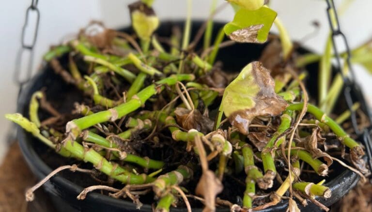 Pothos plant dying