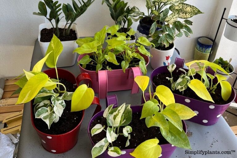 Pothos plant grouping