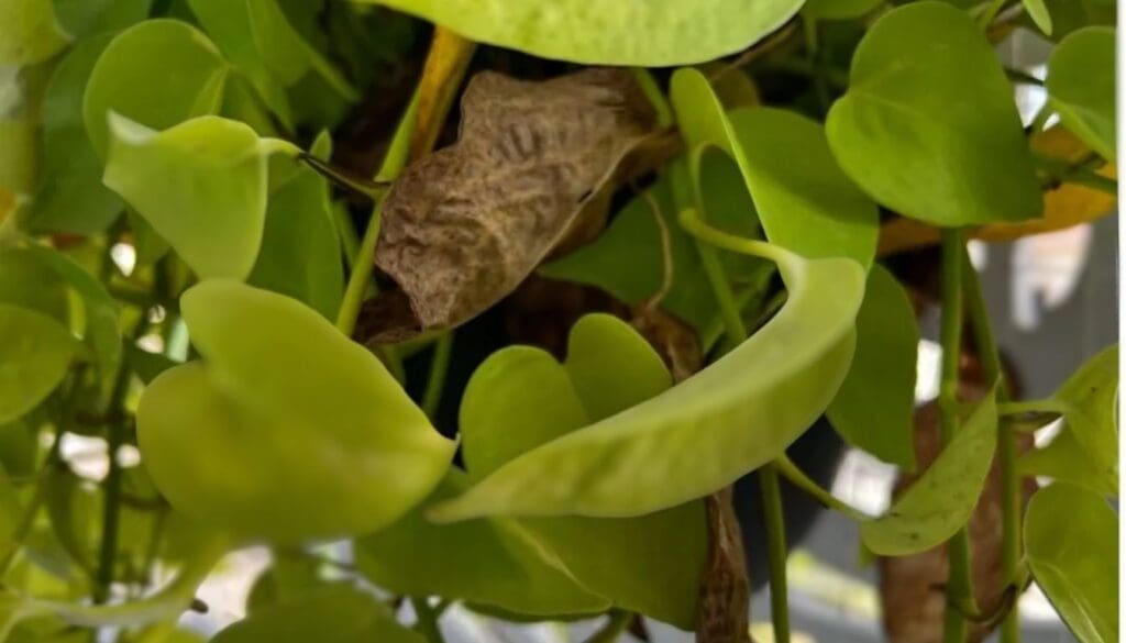 Pothos plant leaves turning brown