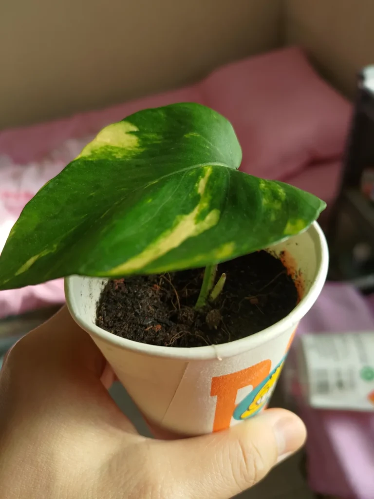 Pothos soil propagation 1
