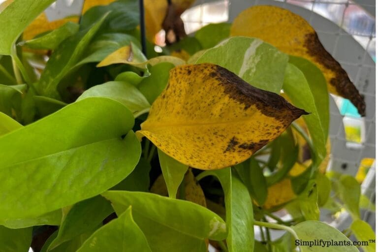 Pothos turning yellow