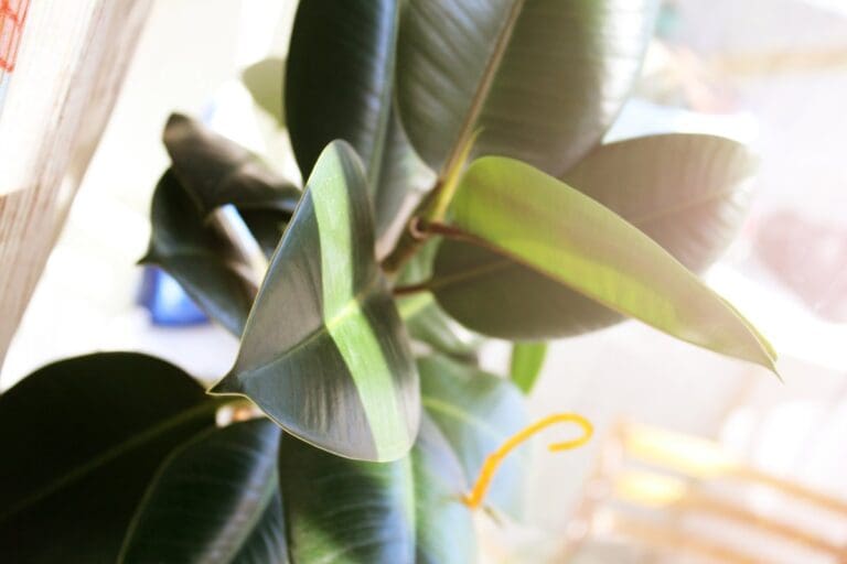 Rubber Plant direct sun