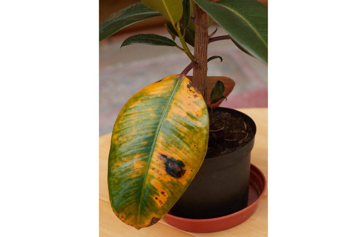8 Signs That Your Rubber Plant Is Dying (With Pictures) » Simplify Plants