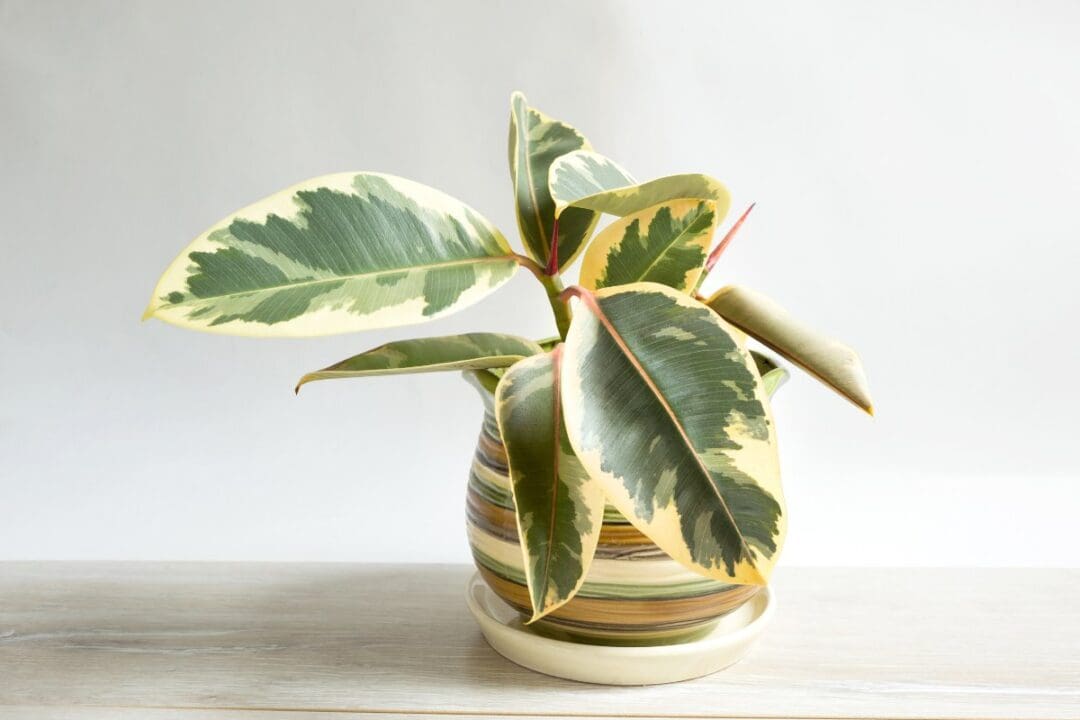 Rubber Plant Leaves Drooping? 12 Causes & Easy Fix! » Simplify Plants