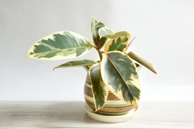 Rubber Plant droopy
