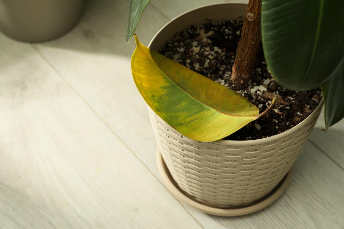 Rubber Plant Root Rot Signs, Causes & Treatment! » Simplify Plants