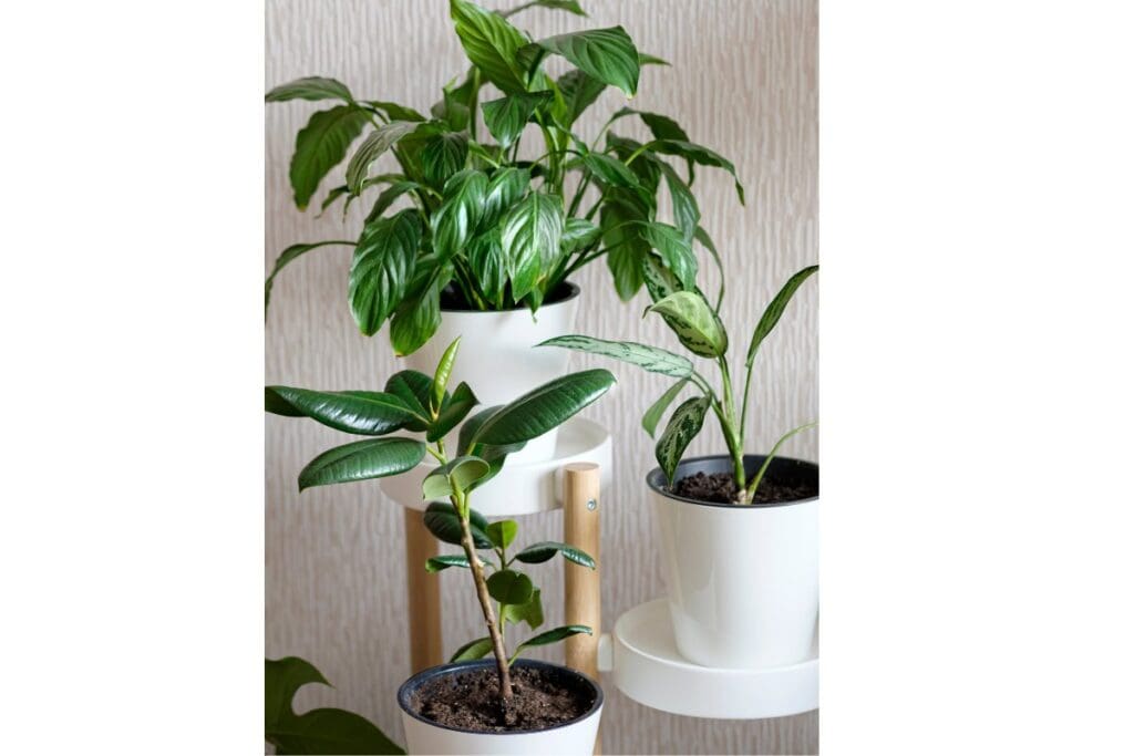 Rubber Plant grouping together