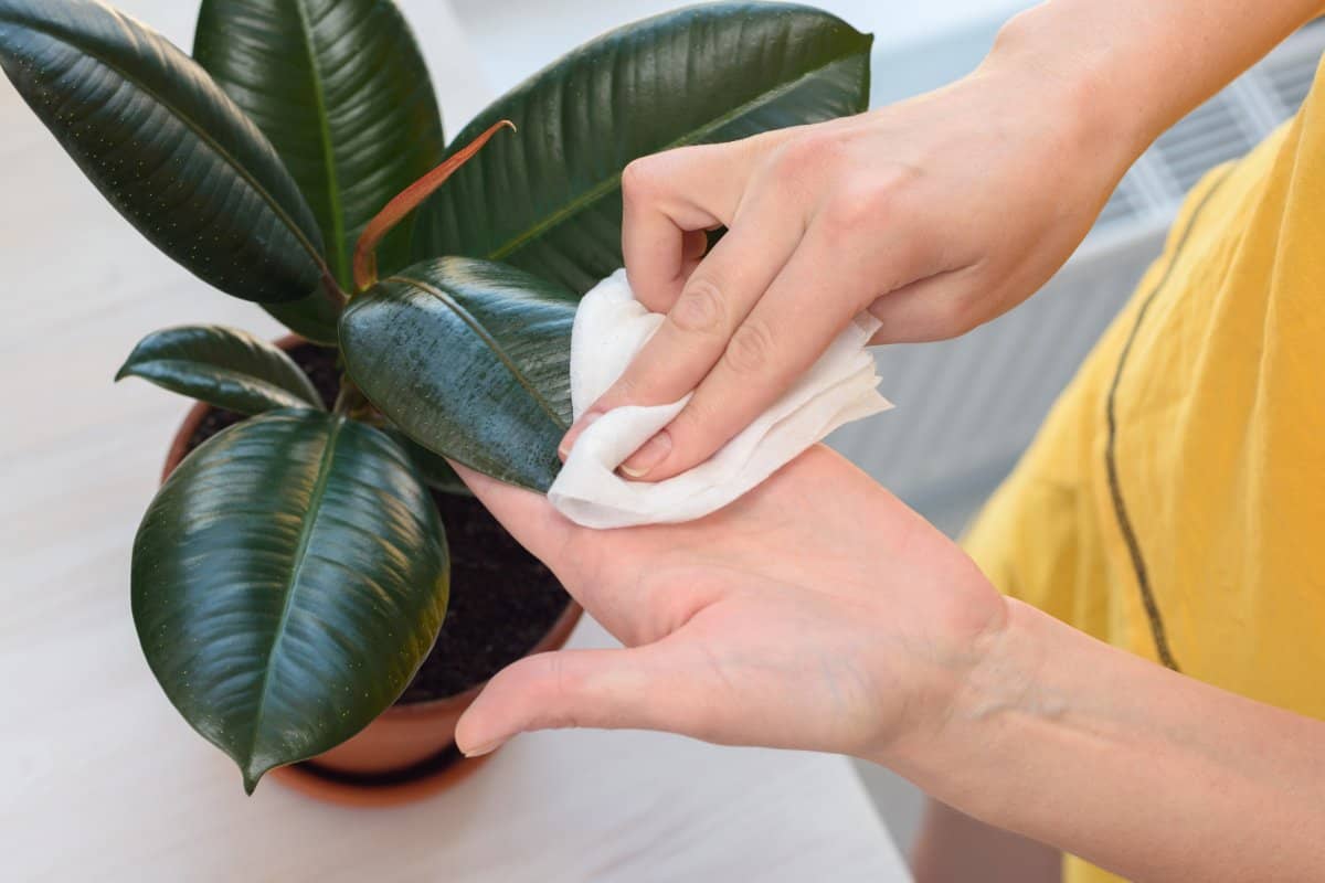 How To Clean Rubber Plant Leaves? (8 Quick & Easy Ways) » Simplify Plants