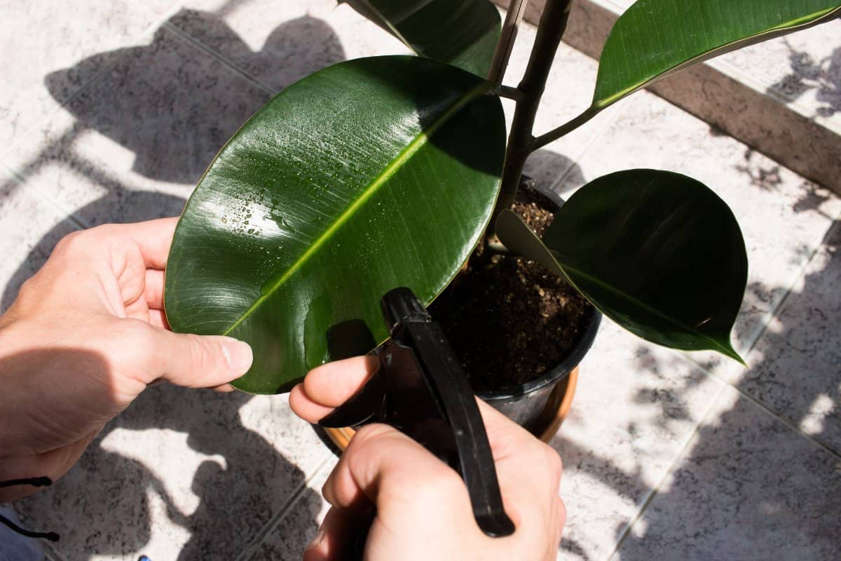 White Spots On Rubber Plant? 9 Causes & Easy Fix » Simplify Plants