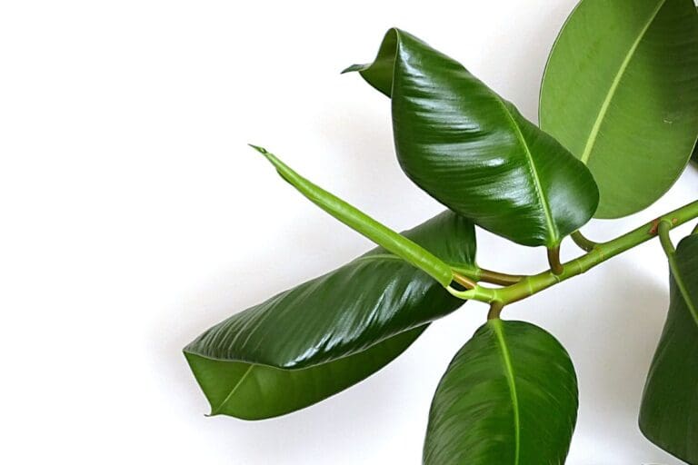 Rubber Plant leaves curling (2)