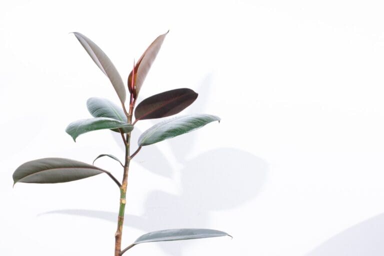 Rubber Plant leggy