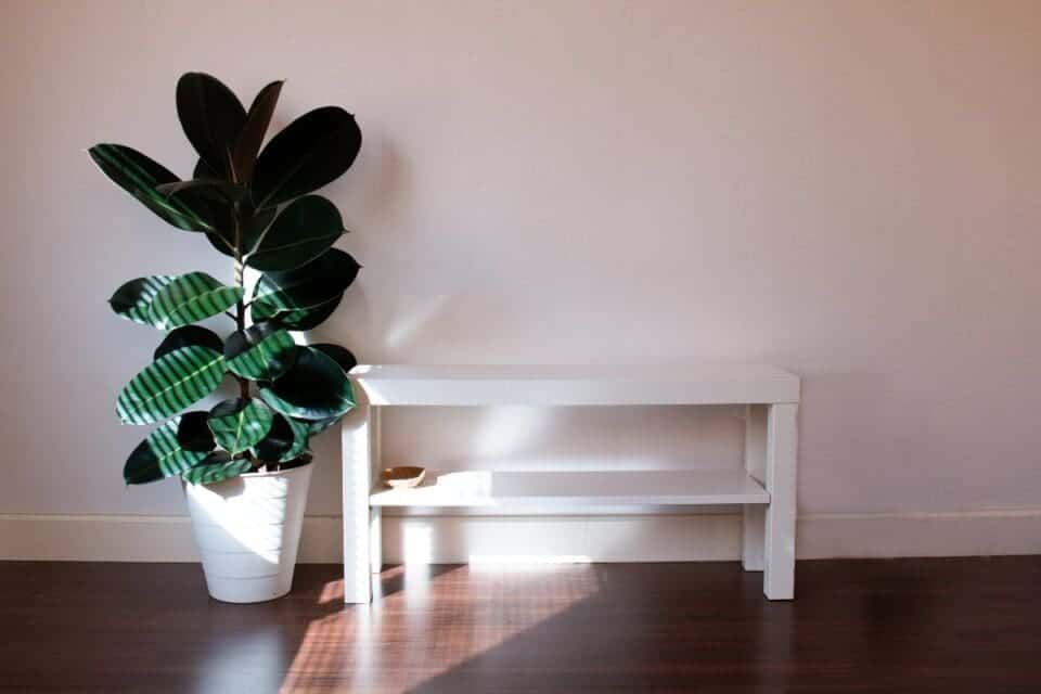 Rubber Plant Leaves Turning Yellow? 7 Reasons Why &raquo; Simplify Plants