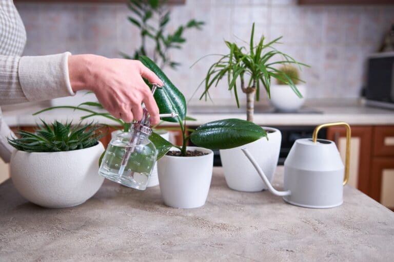 Rubber Plant misting new plant