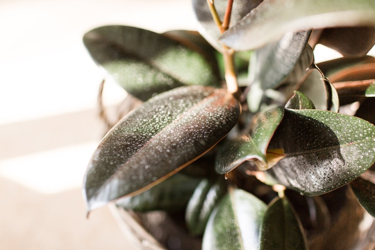 Rubber Plant misting