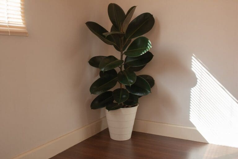 Rubber Plant placement (2)