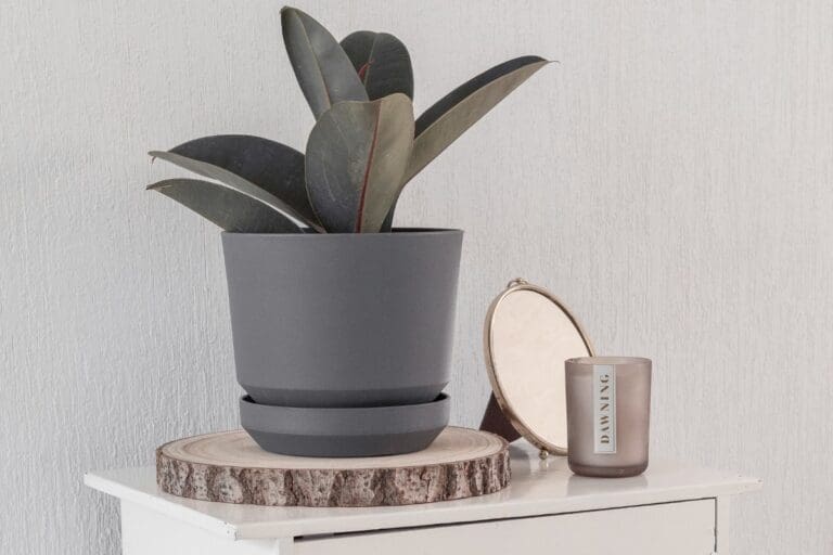 Rubber Plant placement