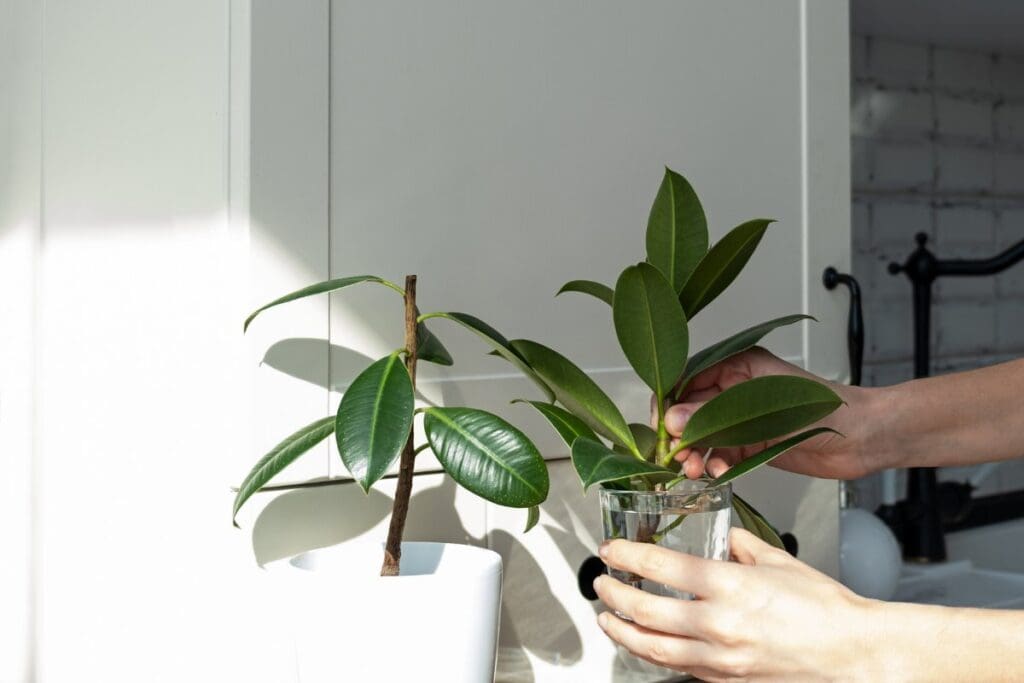 Rubber Plant propagation