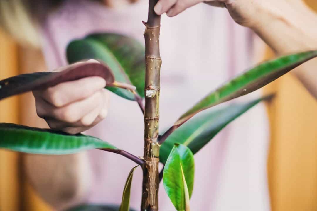 Rubber Plant Problems 11 Common Problems & Easy Fix! » Simplify Plants