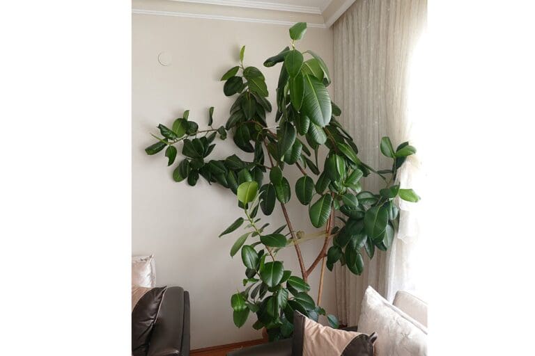 Rubber Plant tall and healthy