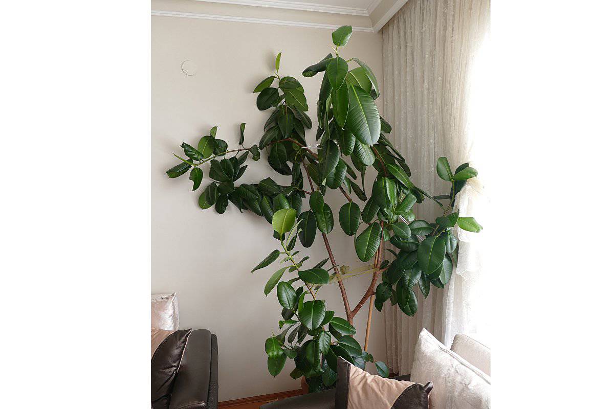 Do Rubber Plants Like Coffee Grounds? (Benefits, Hazards & More