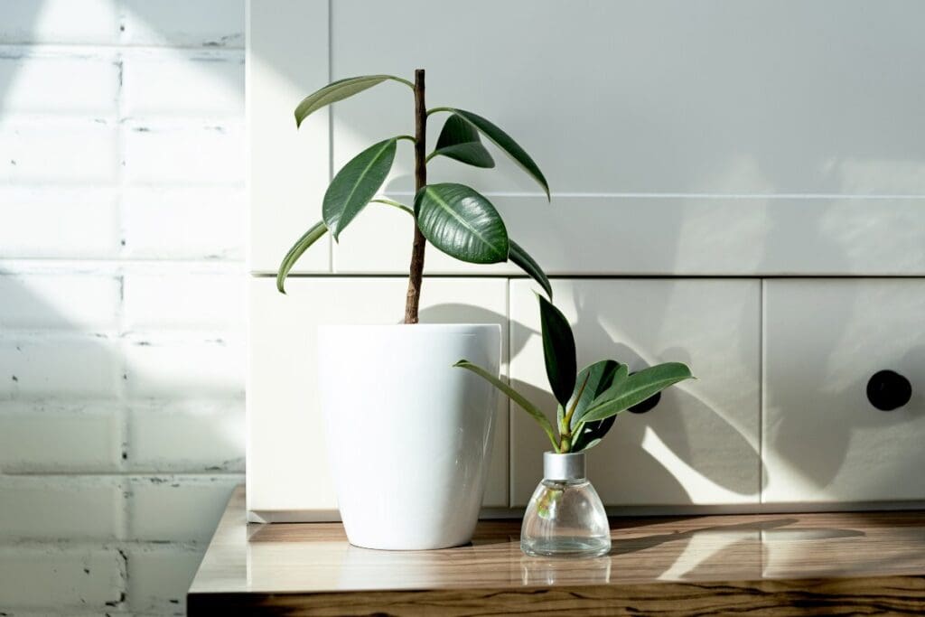 Rubber Plant water propagation