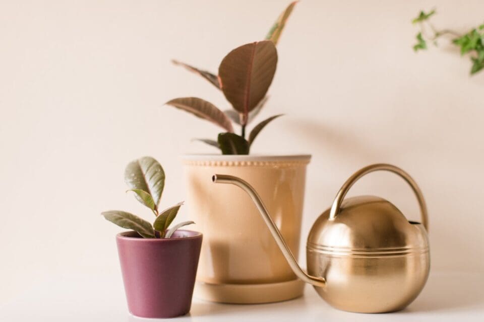 Rubber Plant Watering How Much, How Often & More! » Simplify Plants