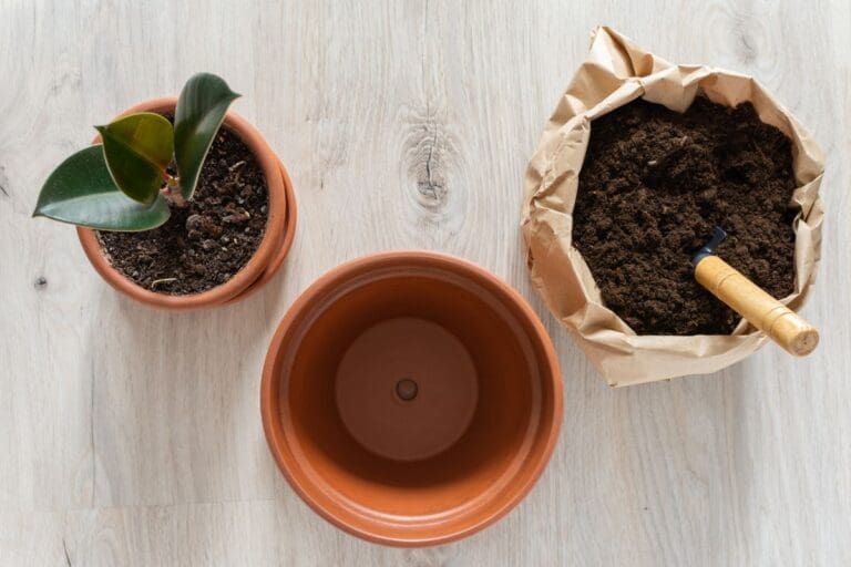 Rubber plant pot