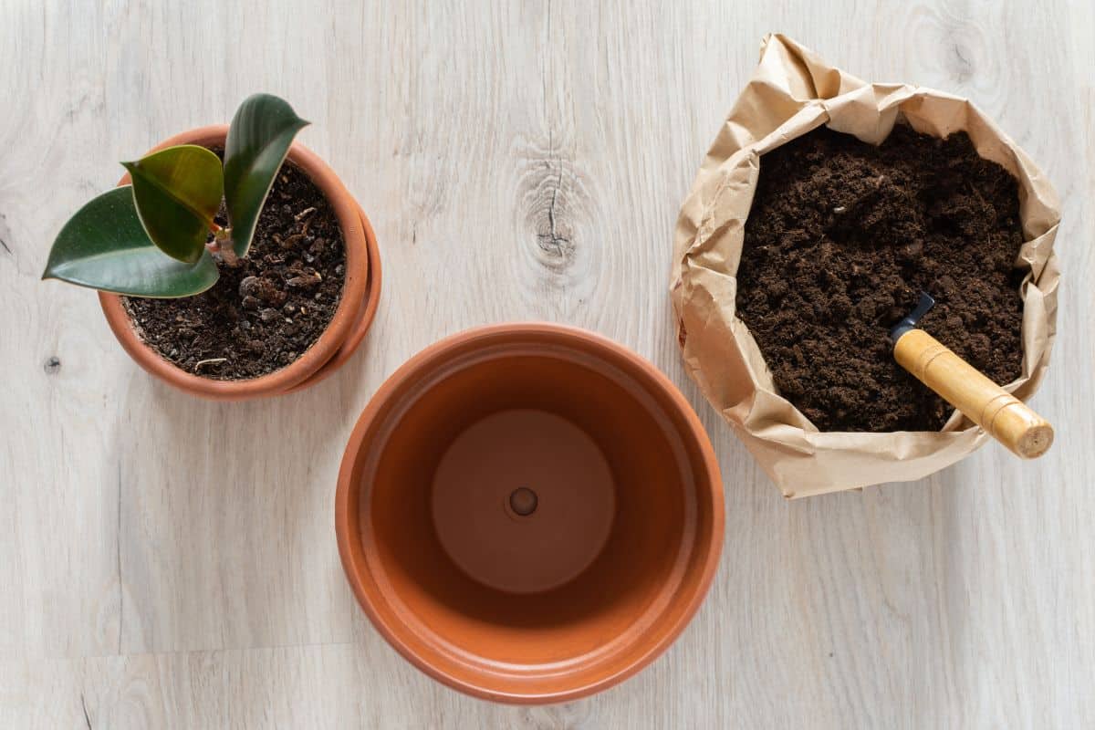 Rubber Plant Root Rot Signs, Causes & Treatment! » Simplify Plants