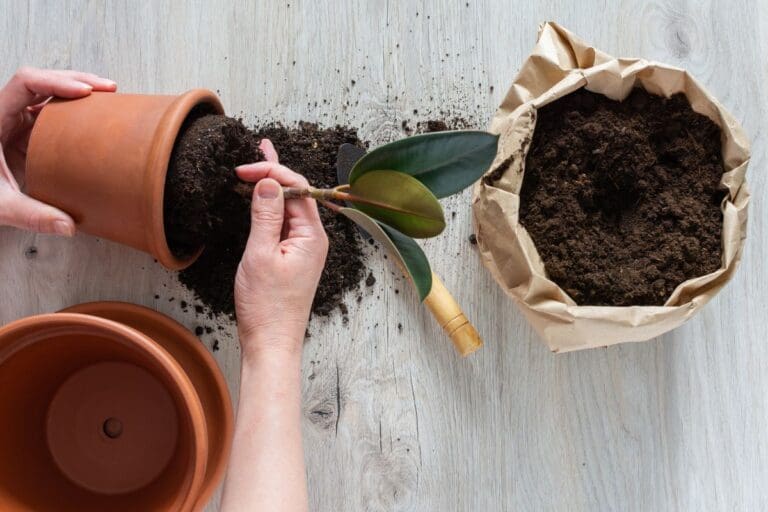 Rubber plant repot
