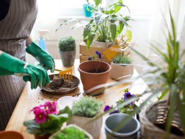 House plant care