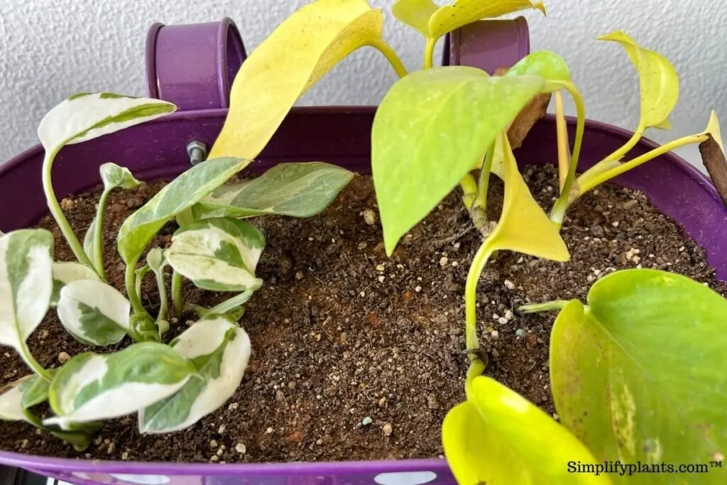 thumbnail interactive-video image 1 of 2QT Pothos Soil, Ideal Soilless Potting Soil Mix For Taiwan | Ubuy 1 of 10