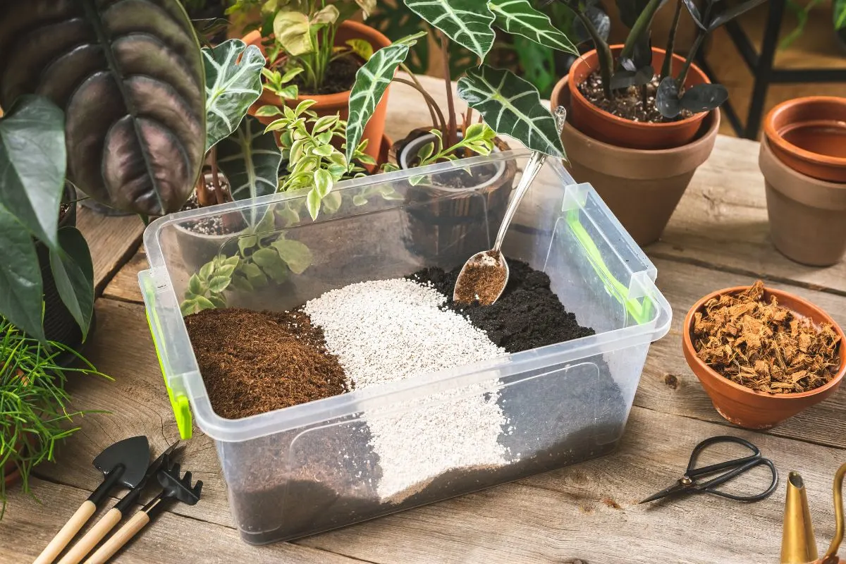 Best Soil Mix For Schefflera Plant(+Ideal DIY Soil Mix) » Simplify Plants