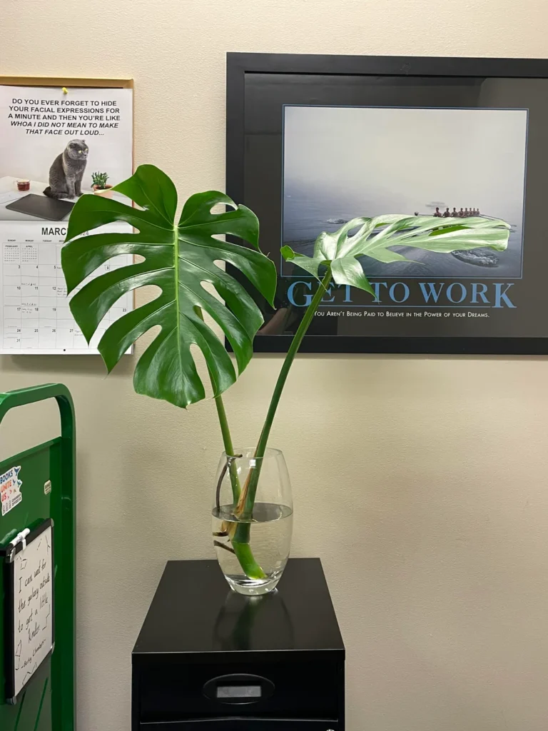 How To Propagate Monstera Plant? (Soil+Water Propagation)