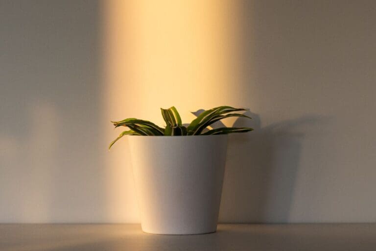 put a plant in a pot too big