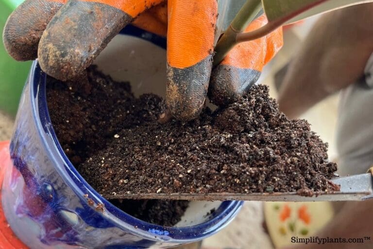 Should I Repot My Indoor Plants After Buying Them? (+Steps To Repot