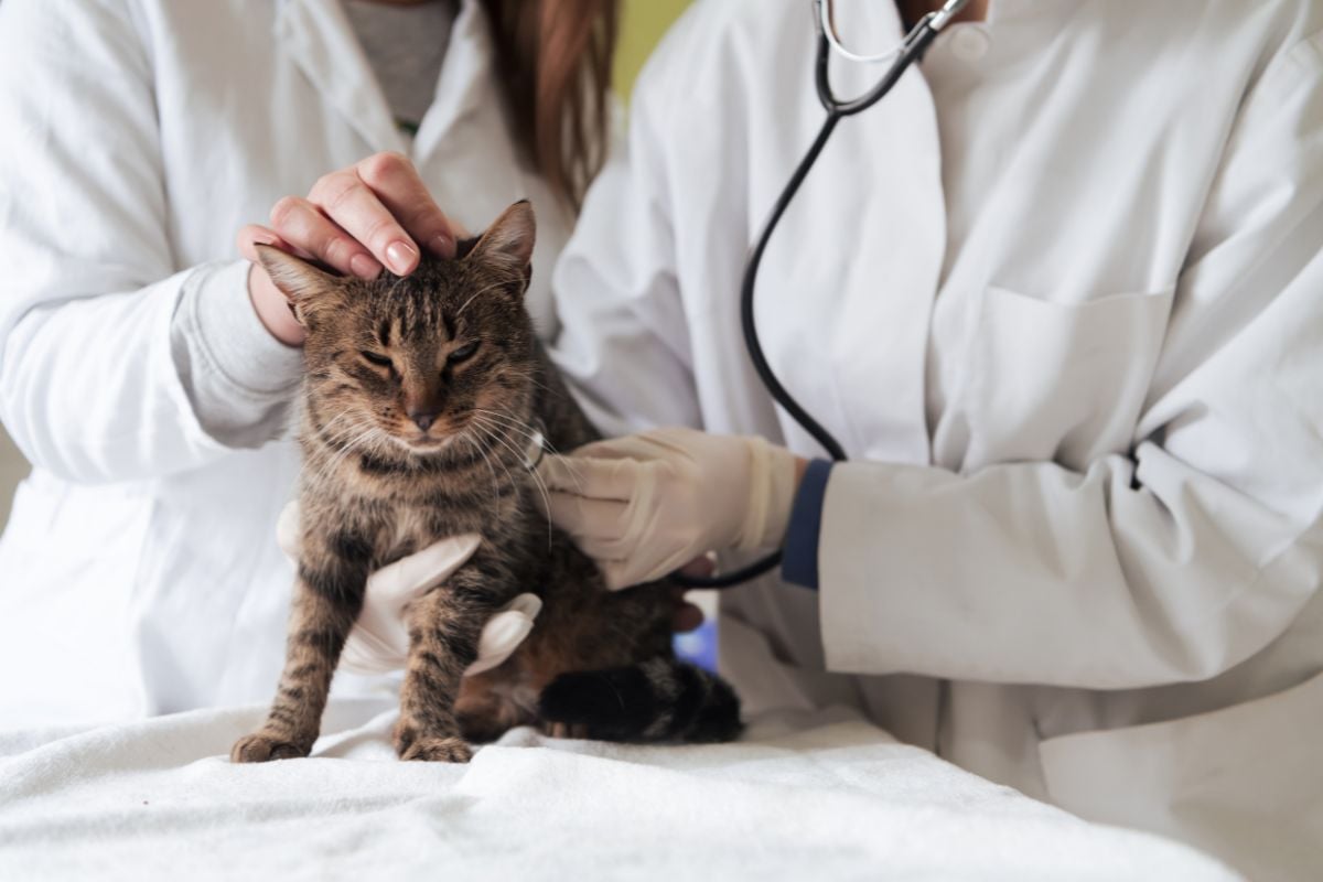 sick cat