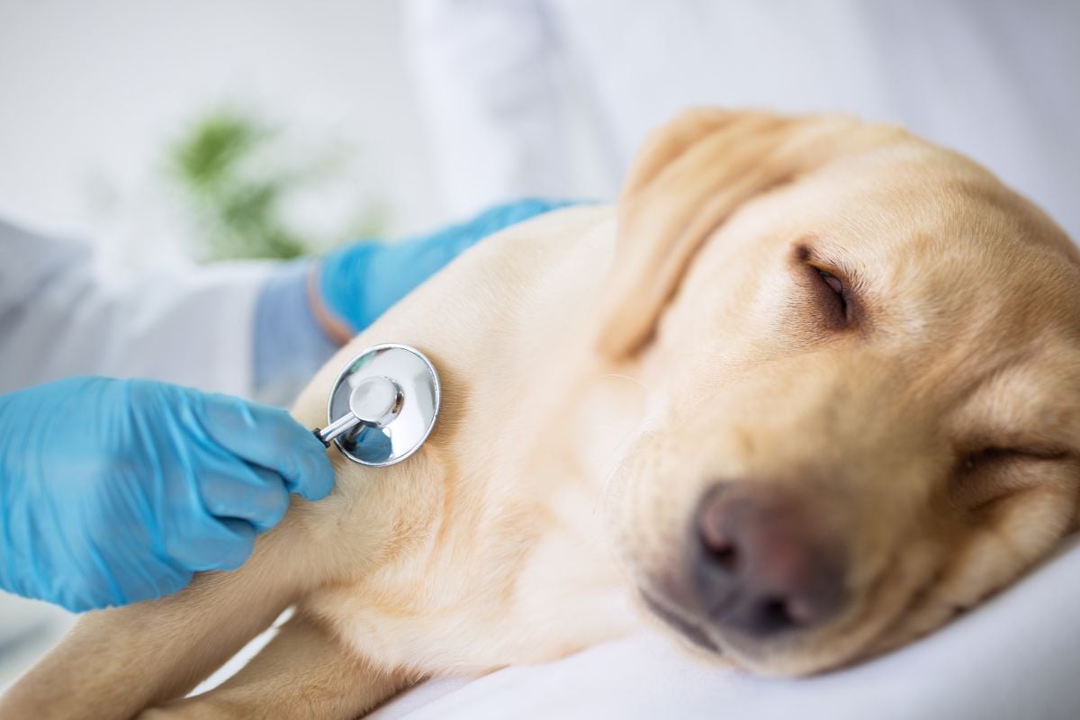 toxicity in your dog 2