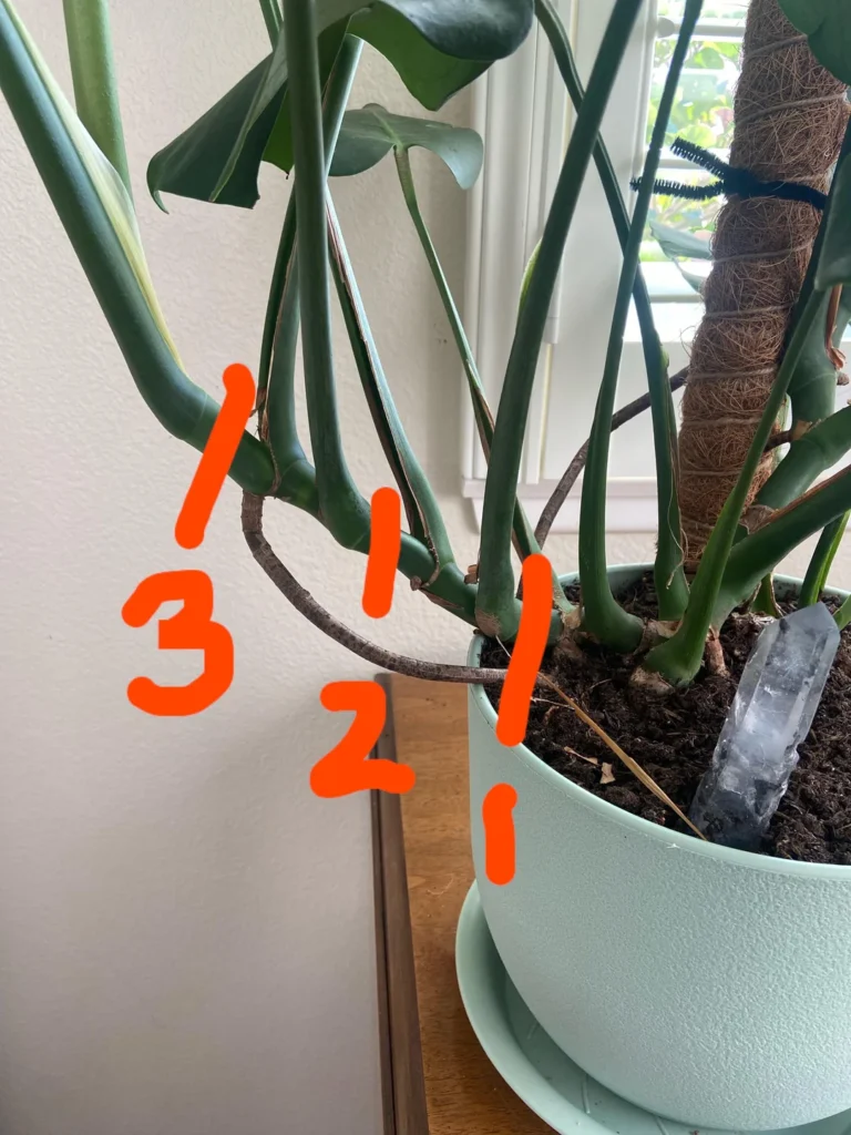 where should i cut to propagate my monstera v0 lv462wqmpxkb1