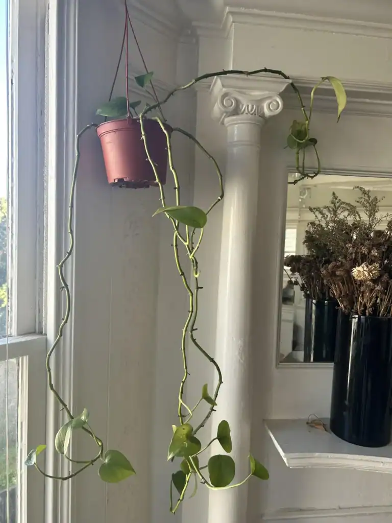 Leggy pothos 2