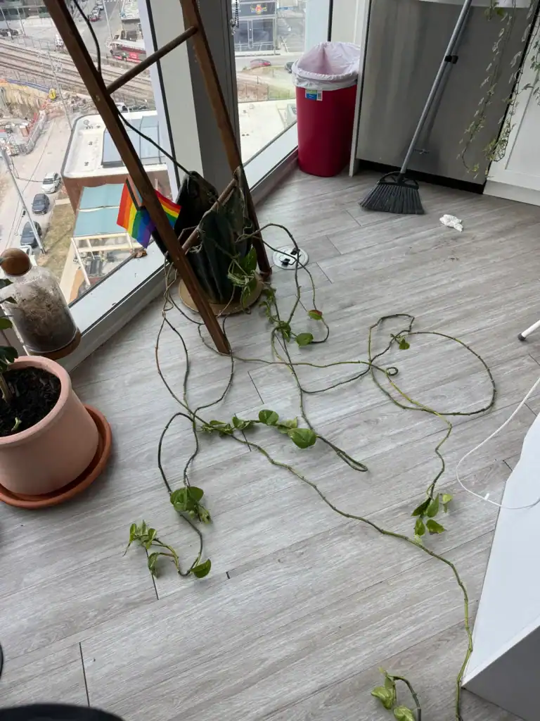 Leggy pothos 5
