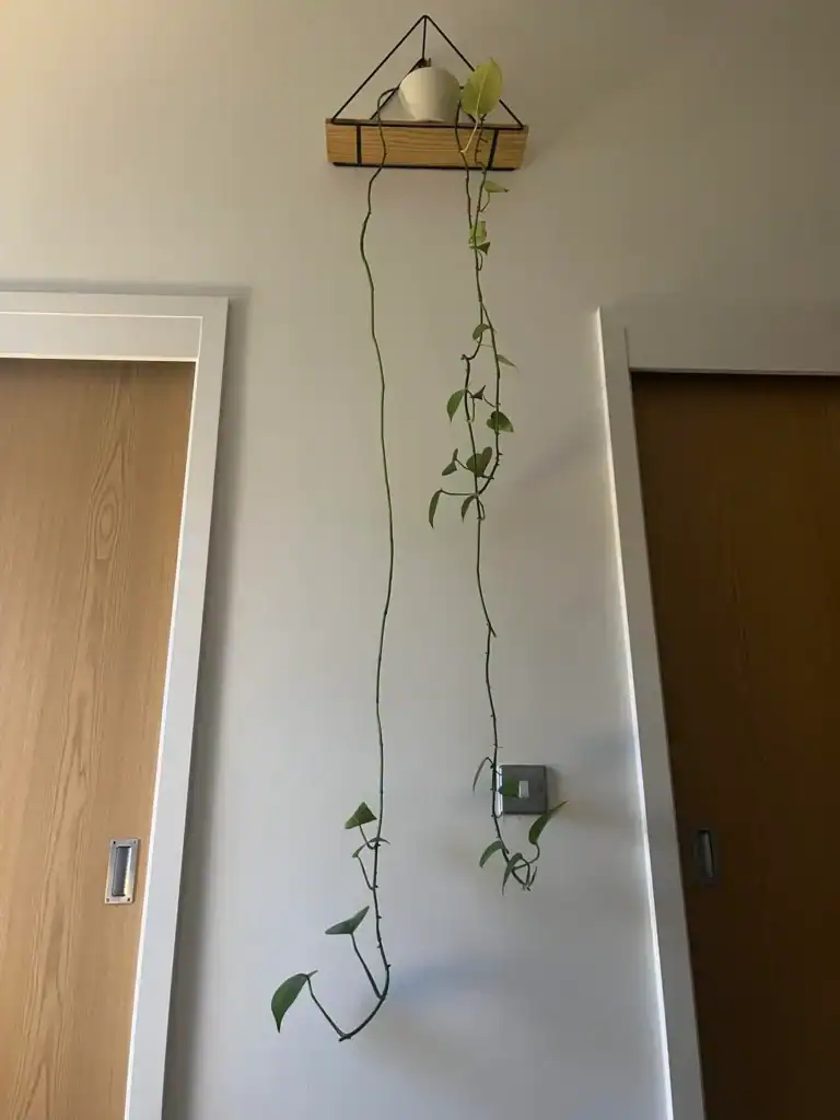 9 Reasons Why Your Pothos Is Leggy and How to Fix